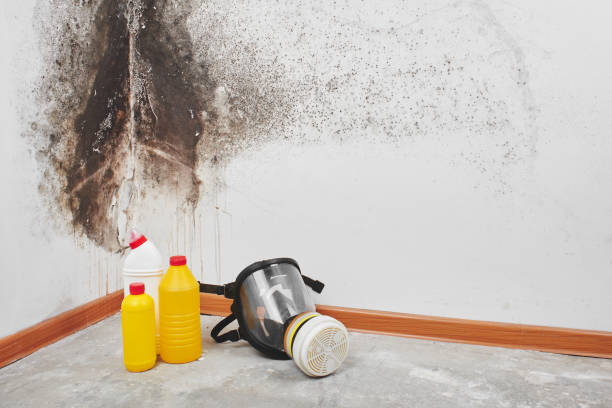 Best Home Mold Removal  in Waukegan, IL