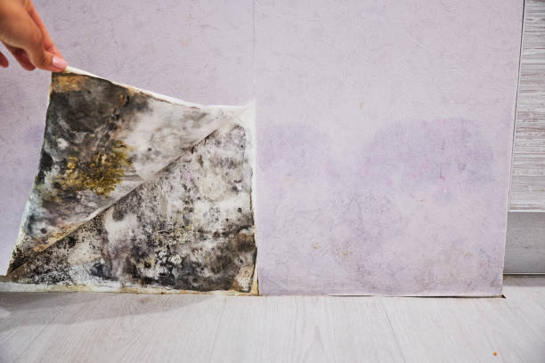 Best Mold Removal Company Near Me  in Waukegan, IL